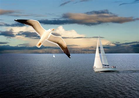 Sail Boat And Seagull Stock Photo Image Of Flying Boat 26059058