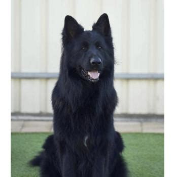 Adolphablack German Shepherds