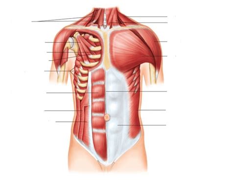 Anterior Muscles Of The Human Thorax Shoulders And Abdominal Wall