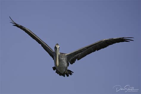 Pelican Wingspan | Nature's Best :: by Don Smith