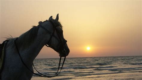 Quelle est la durée de vie du cheval espérance de vie et signes du