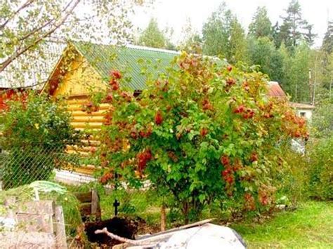 Куст калины (фотографии) - презентация онлайн