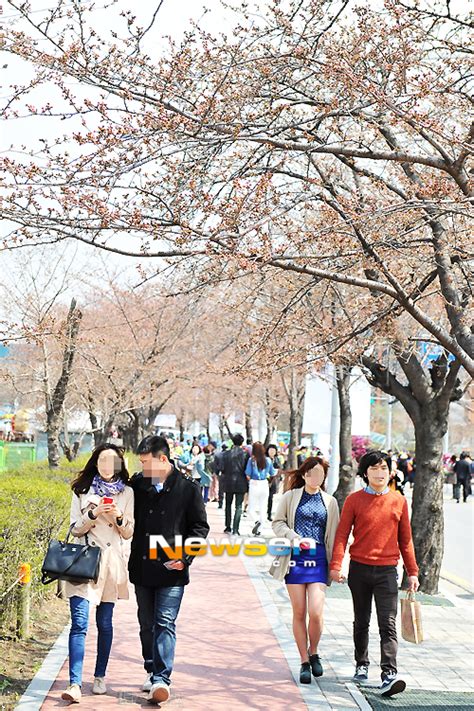 포토엔 여의도 벚꽃축제 ‘벚꽃은 없지만 커플은 가득 손에 잡히는 뉴스 눈에 보이는 뉴스 뉴스엔