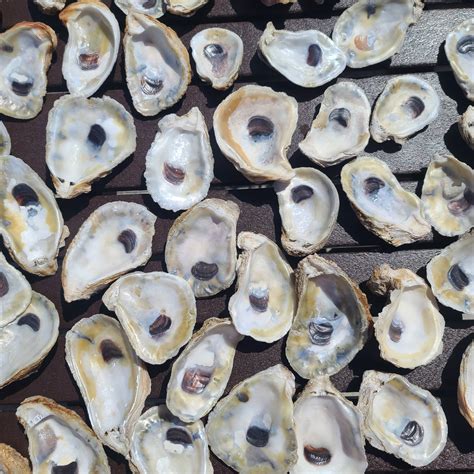 Mixed Bag Of Oyster Shells 4 5 Inch Etsy