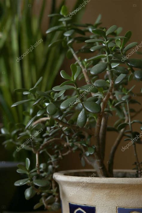 Casa Planta Suculenta Planta De Jade Primer Plano Crassula Ovata