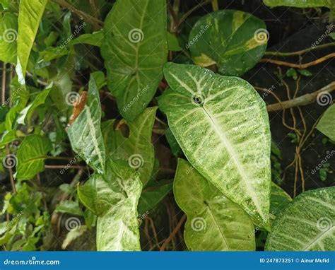 Alocasia Caladium Gingerland Carolyn Whorton Moonlight Caladium Light