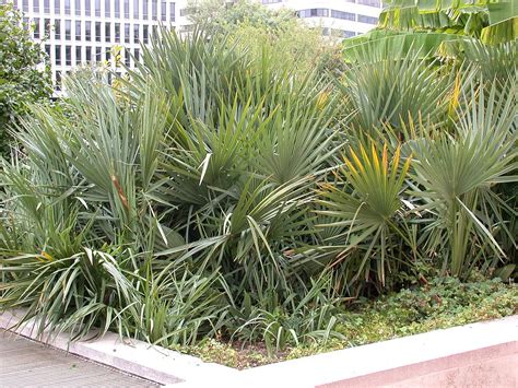 Hardy Palms Bed Of Dwarf Palmetto Sabal Minor National Flickr