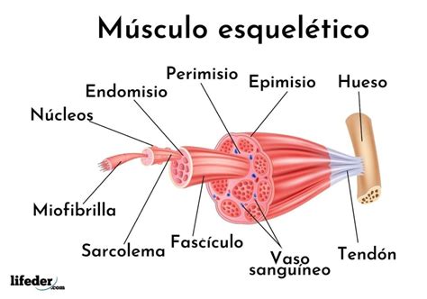 Caracteristicas Del Musculo Esqueletico Anatomia Biologaelena Biologia