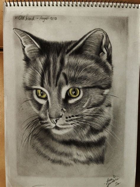 Realistic Cat Sketch by Tessiexoxo on DeviantArt