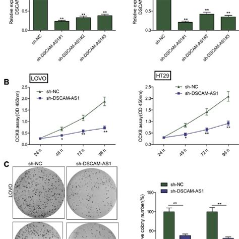 Knockdown Of Dscam As1 Suppressed Tumor Growth In Vivo A Tumor