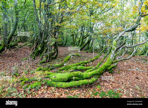 Scenic Old Alder Forest At Stosswihr Alsace Stock Photo Alamy