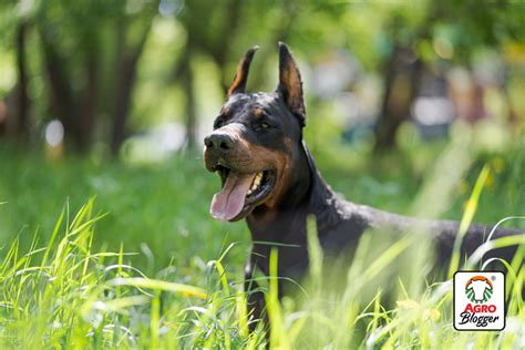 7 Razas de Perros Grandes con Pelo Corto Descúbrelas