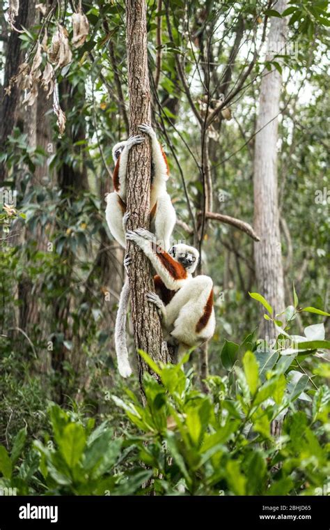 Sifaka Lemur of Madagascar Stock Photo - Alamy