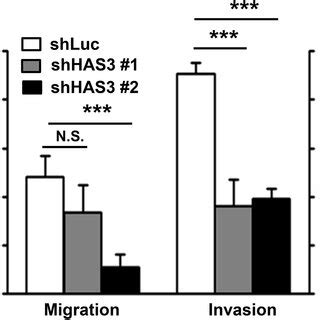 HAS3 Silencing Reduced HA Accumulation Cell Proliferation Migration