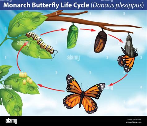 Ilustración Del Ciclo De Vida De La Mariposa Monarca Imagen Vector De Stock Alamy