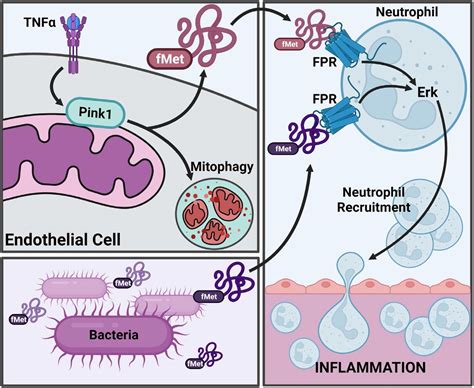 Pink Millipore Bioz