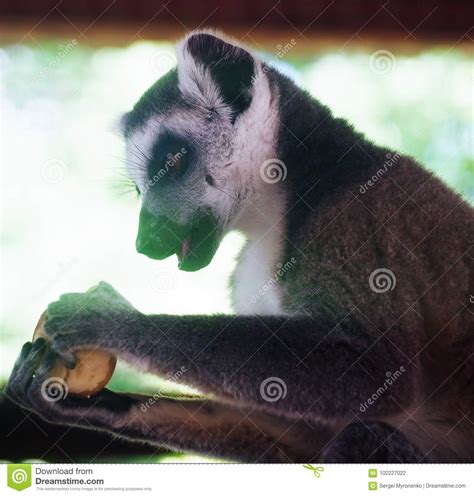 Lemur Eating Banana Close-up Stock Photo - Image of albifrons, primate: 102227022