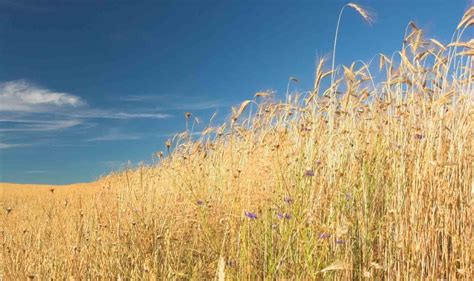 Cultivos Que Necesitan Poca Agua Agroingenia Canarias