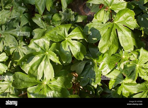 Mayapple Podophyllum Peltatum Plantas Fotograf As E Im Genes De Alta