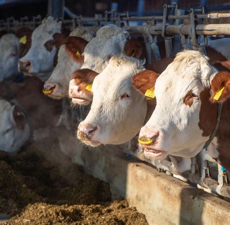 Landwirte und Umweltschützer fordern Förderung WELT