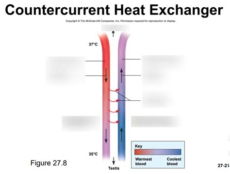 Countercurrent Heat Exchanger Diagram | Quizlet