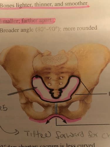 Pelvis Flashcards Quizlet