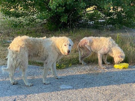 Lotta Al Randagismo Catturati Cani Vaganti Il Capoluogo