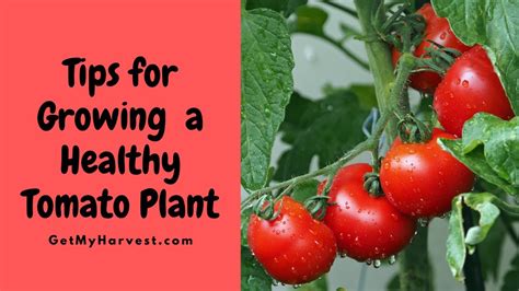 Grow a Healthy Tomato Plant | Tomato Plant care | Vegetable Gardening ...