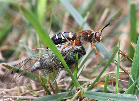 Everything You Need To Know About Cicada Killers