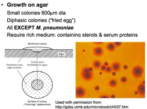 Mycoplasma Pneumoniae Colonies