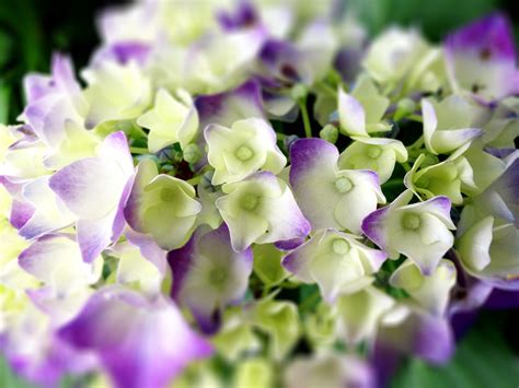 Banco de imagens Flor plantar branco chuva flor pétala botânica