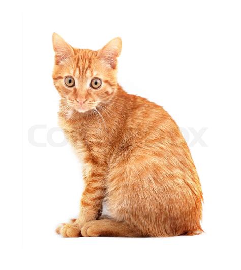 Cat White Background