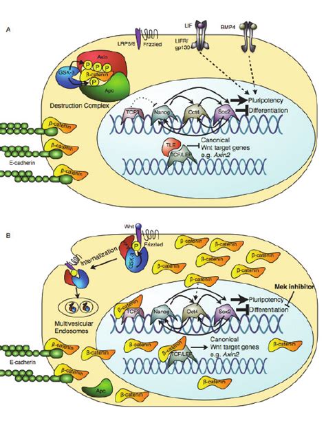 Model Illustrating The Central Role Of β Catenin In Mediating The Download Scientific Diagram