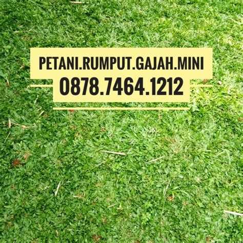 Jual Rumput Gajah Mini Murah Harga Per 50 Cm X 100 M Belum Ongkir