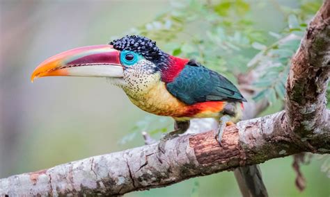 Perú es reconocido como el segundo mejor destino para ver aves ATV