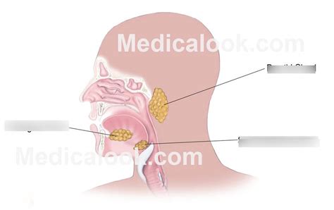 salivary glands Diagram | Quizlet