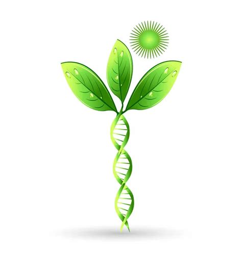 DNA plant concept — Stock Vector © Krisdog #6910088