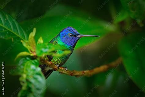 Blue Head Hummingbird Golden Tailed Sapphire Chrysuronia Oenone