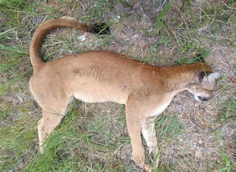 Amea Ada De Extin O On A Parda Puma Concolor F Mea Atropelada Em