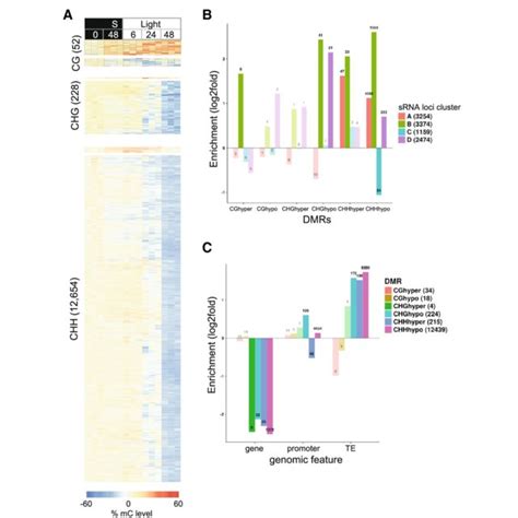 Significant Demethylation Occurs From Seed To Seedling A Heatmaps