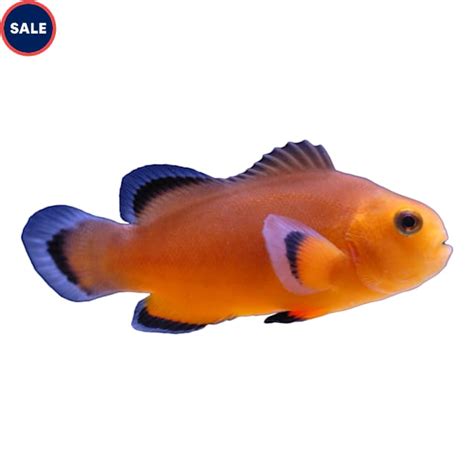 Naked Ocellaris Clownfish For Sale Petco