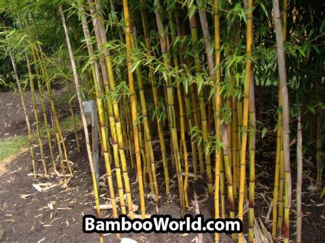 Phyllostachys Aureosulcata Spectabilis Canada S Bamboo World