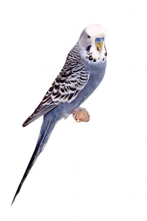 Colors, Mutations, and More | budgerigar | Budgerigar, Cute birds, Pet ...