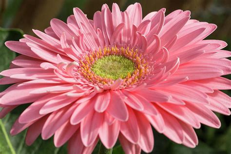 Pink Gerbera Daisy Photograph By Iris Richardson Fine Art America