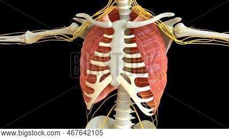 Intercostal Muscle Image & Photo (Free Trial) | Bigstock