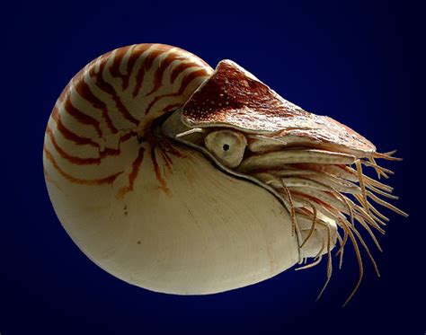 Chambered nautilus - Animal Crossing Wiki