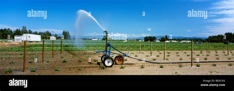 Agriculture A Mobile Sprinkler Irrigation System Irrigates A Stock