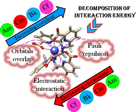 Uncovering Heavy Actinide Covalency Implications For Minor Actinide