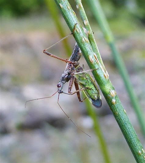 Damsel Bug With Stenotus Binotatus Prey Epitree Flickr