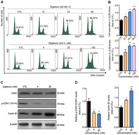 Digitoxin Inhibits Proliferation Of Multidrugresistant Hepg Cells